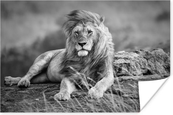 Poster Lions - Sauvages - Zwart - Wit - 30x20 cm