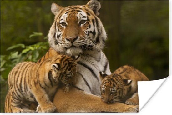 Affiche Tigres - Oursons - Nature - 180x120 cm XXL