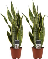 Sansevieria Laurentii 2 stuks 'Vrouwentong'- Hoogte: ↑ 55 cm - Diameter pot: Ø 14 cm - Merk: Decorum