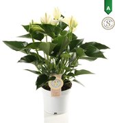 Anthurium White Champion - Kamerplant - 40cm