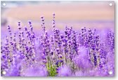 Paars Lavendel in Lavendelveld - Tuinposter 120x80 - Wanddecoratie - Bloemen - Natuur