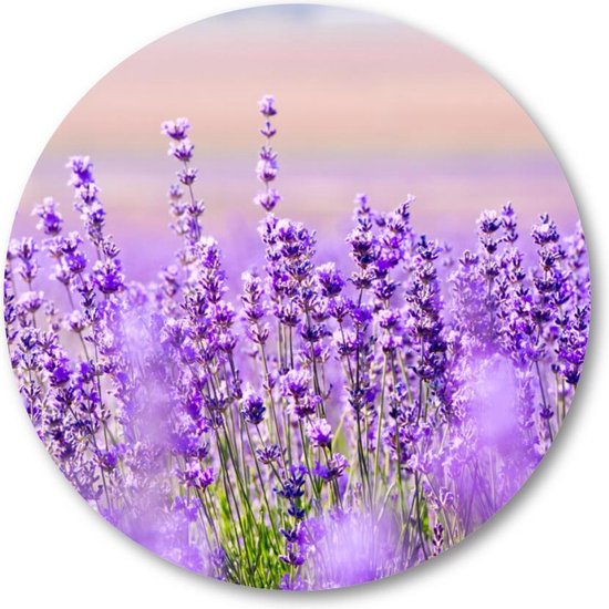 Paars Lavendel in Lavendelveld - Muurcirkel 50cm - Wandcirkel voor buiten - Aluminium Dibond - Bloemen - Natuur