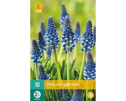 X 10 Muscari Night Eyes