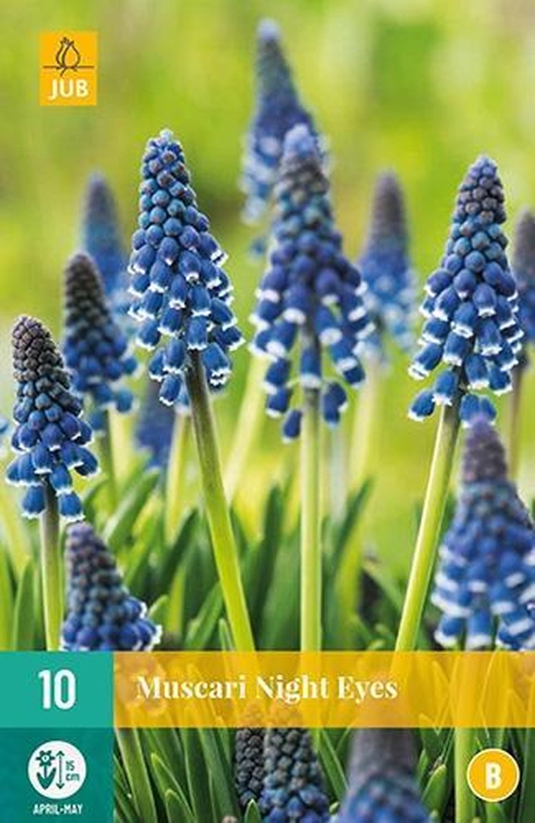 X 10 Muscari Night Eyes