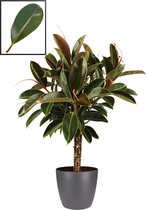 Mama's Planten - Ficus Elastica ‘Melany’ In ELHO Brussels Round (antraciet) - Vers Van De Kweker - ↨ 90cm - ⌀ 22cm