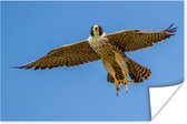 Slechtvalk vliegt tegen een heldere blauwe lucht Poster 60x40 cm - Foto print op Poster (wanddecoratie woonkamer / slaapkamer) / Vogels Poster