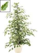 FloraExpert - Ficus - 105 Cm - Ø 22