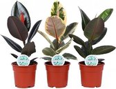 Kamerplanten van Botanicly – 3 × Rubberboom – Hoogte: 45 cm – Ficus elastica