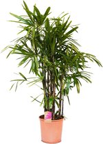 Kamerplant van Botanicly – Bamboepalm – Hoogte: 130 cm – Rhapis Excelsa