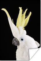 Poster Un cacatoès avec une crête jaune 40x60 cm - Tirage photo sur Poster (décoration murale salon / chambre) / Poster Vogels