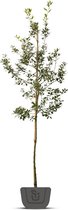Steeneik | Quercus Ilex | boom | Stamomtrek: 4-6 cm