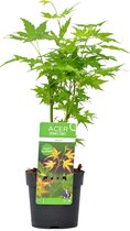 Acer palmatum 'Going Green' – Japanse Esdoorn – Heester – Winterhard - ⌀13 cm - 20-25 cm