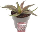 Hellogreen Kamerplant - Mangave Redwing - 15 cm