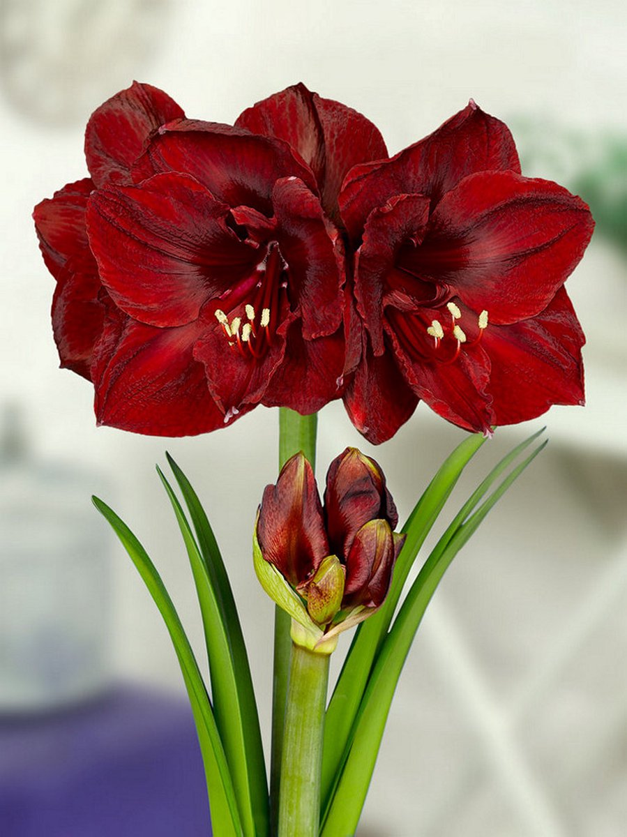 10x Hippeastrum 'Benfica' - BULBi® Bloembollen met bloeigarantie