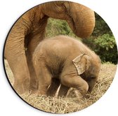 WallClassics - Dibond Muurcirkel - Mama Olifant met Baby Olifantje - 20x20 cm Foto op Aluminium Muurcirkel (met ophangsysteem)
