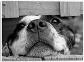 WallClassics - PVC Schuimplaat - Nieuwsgierige Hond Zwart / Wit - 40x30 cm Foto op PVC Schuimplaat (Met Ophangsysteem)