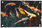 WallClassics - Tuinposter – Koi Karpers in het Water - 60x40 cm Foto op Tuinposter  (wanddecoratie voor buiten en binnen)