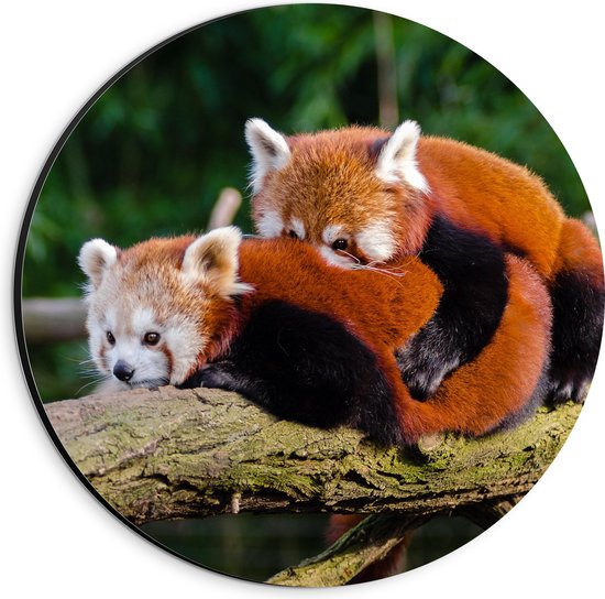 WallClassics - Dibond Muurcirkel - Knuffelende Rode Panda's - 20x20 cm Foto op Aluminium Muurcirkel (met ophangsysteem)