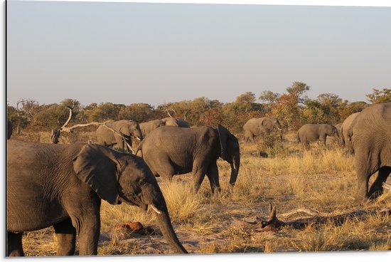 WallClassics - Dibond - Kudde Afrikaanse Olifanten - 75x50 cm Foto op Aluminium (Met Ophangsysteem)