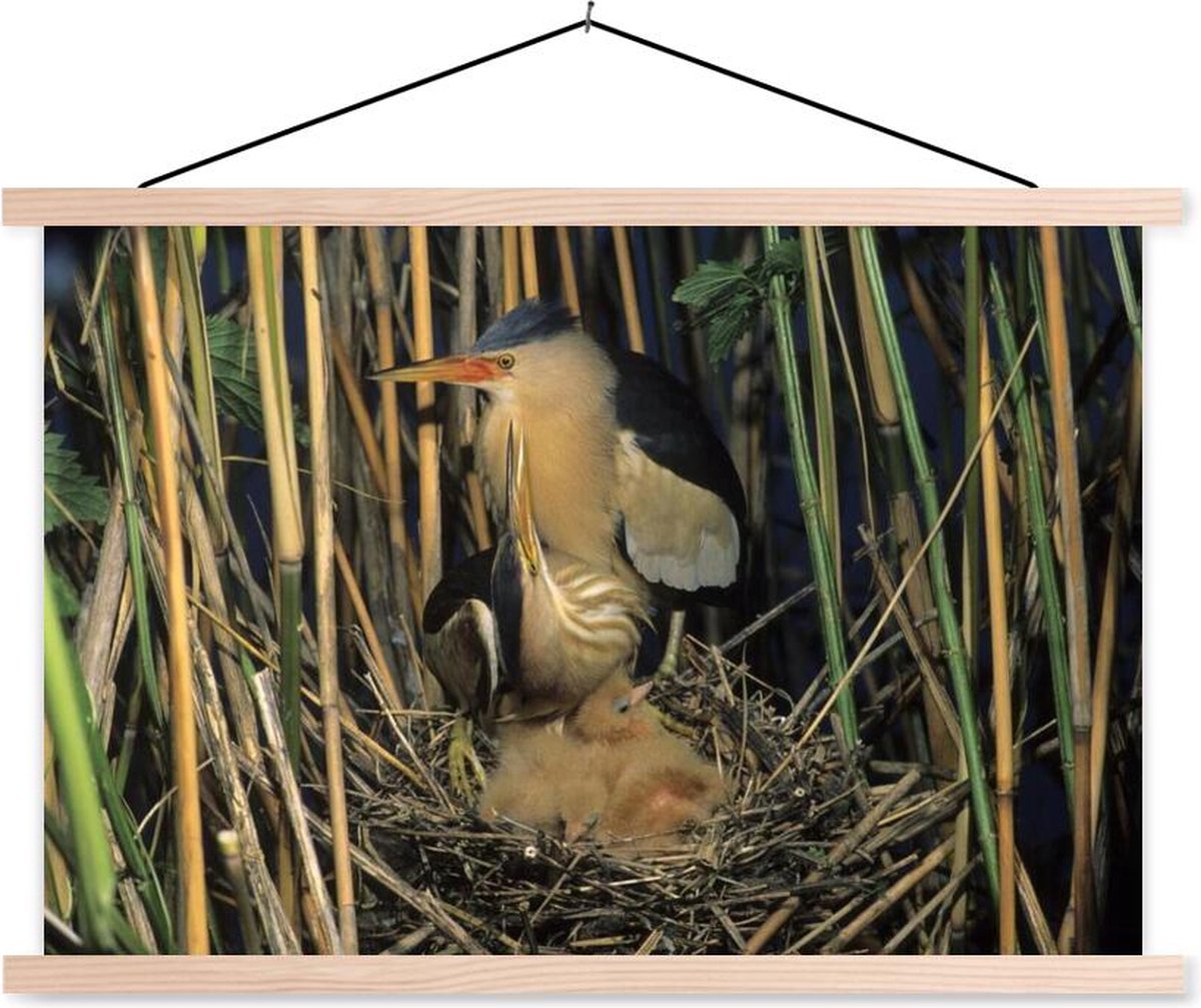 Posterhanger incl. Poster - Schoolplaat - Een Woudaap in zijn nest tussen het hoge riet - 60x40 cm - Blanke latten - TextilePosters