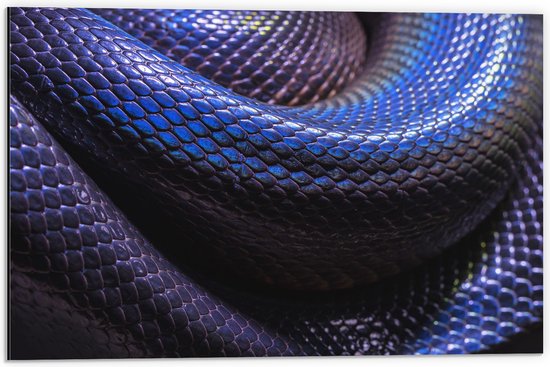 WallClassics - Dibond - Blauw Paarse Slangenhuid - 60x40 cm Foto op Aluminium (Met Ophangsysteem)