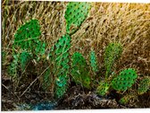 WallClassics - Dibond - Cactusplanten in het Veld - 80x60 cm Foto op Aluminium (Met Ophangsysteem)