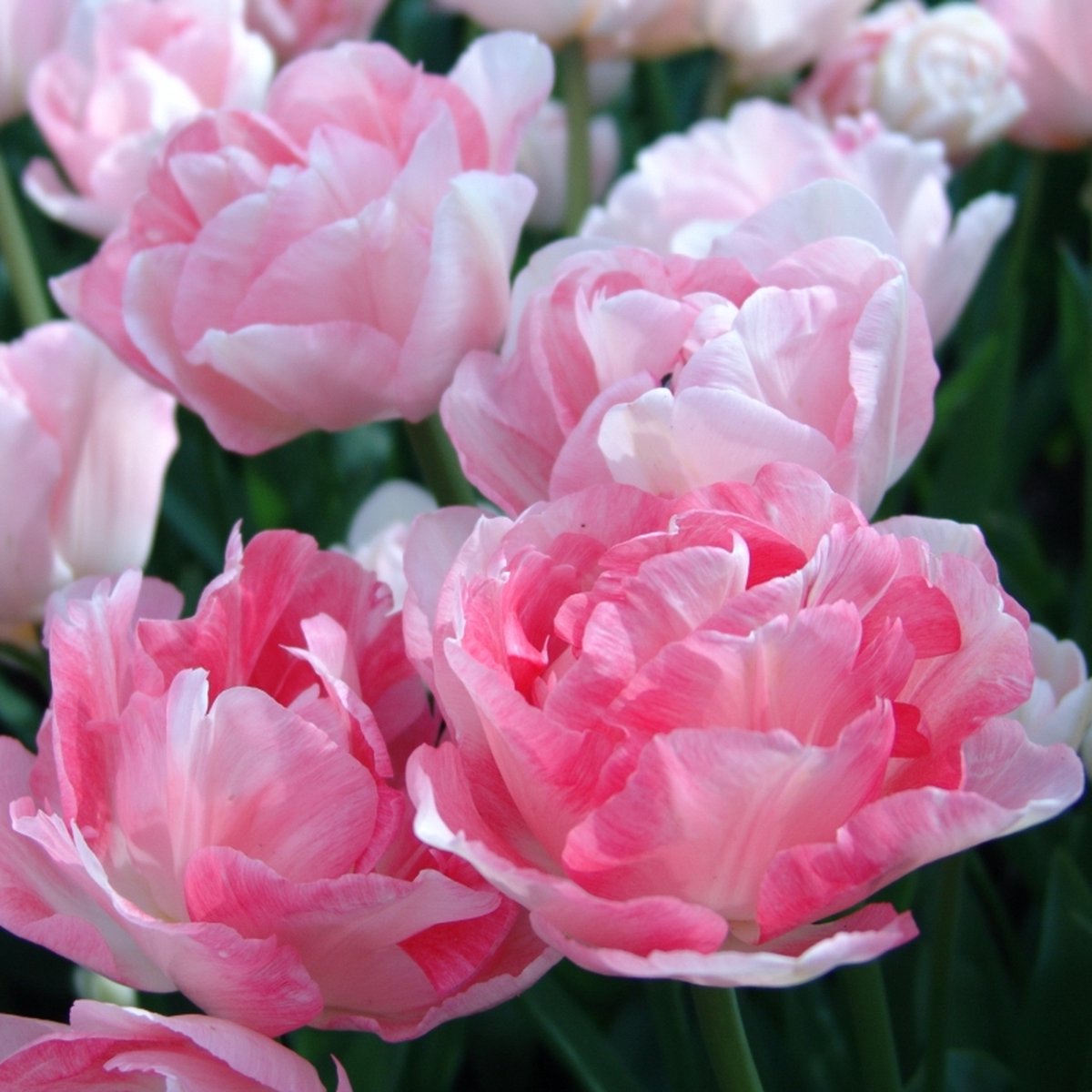 Tulp Angélique | Dubbel laat | Roze | Tulpenbollen | Geschikt voor Pot