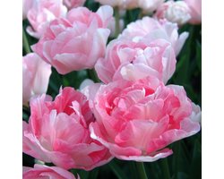Tulp Angélique | 10 stuks | Dubbel laat | Roze | Tulpenbollen