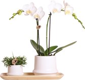 Kolibri Company - Planten set Ring wit | Set met witte Phalaenopsis Orchidee Amabilis Ø9cm en groene plant Rhipsalis Ø6cm en Bamboo plate oval | incl. witte keramieken sierpotten