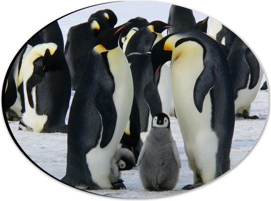 WallClassics - Dibond Ovaal - Pinguïns met hun Baby's - 28x21 cm Foto op Ovaal (Met Ophangsysteem)