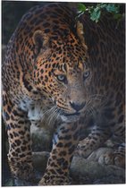 WallClassics - Drapeau - Léopard en chasse - 40x60 cm Photo sur Drapeau Polyester