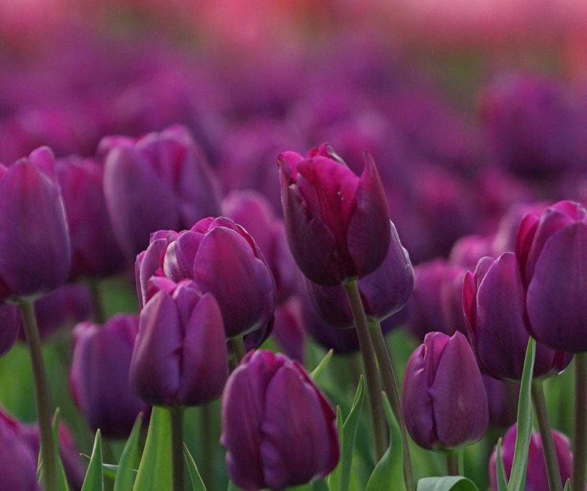 Tulp - Purple Prince - 25 bollen - bloembollen