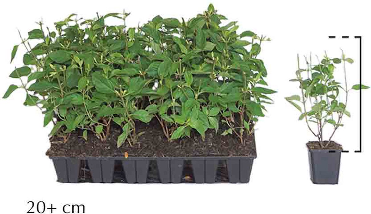 18 stuks | Pluimhortensia 'Little Lime' P9-tray - Bloeiende plant