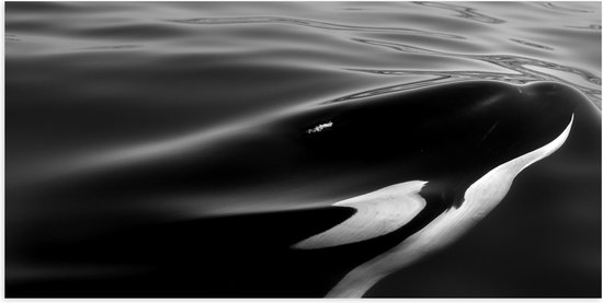 WallClassics - Poster Glanzend – Orka onder het Wateroppervlak - 100x50 cm Foto op Posterpapier met Glanzende Afwerking