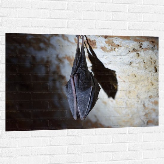 WallClassics - Muursticker - Slapende Vleermuis Hangend in een Grot - 120x80 cm Foto op Muursticker
