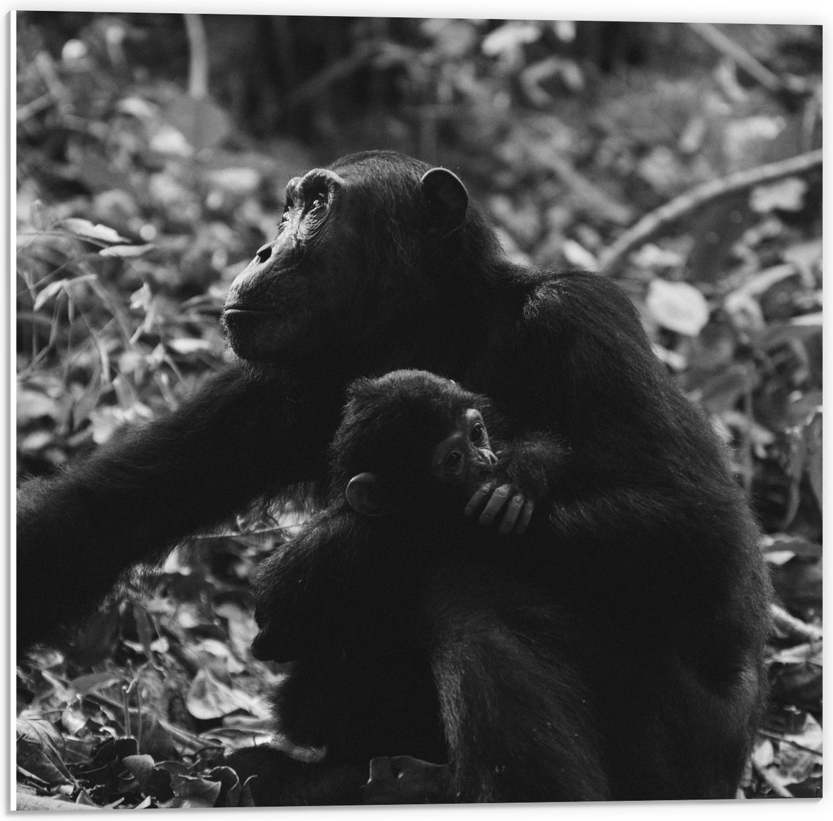 PVC Schuimplaat - Chimpansee met Baby Zwart / Wit - 50x50 cm Foto op PVC Schuimplaat (Met Ophangsysteem)