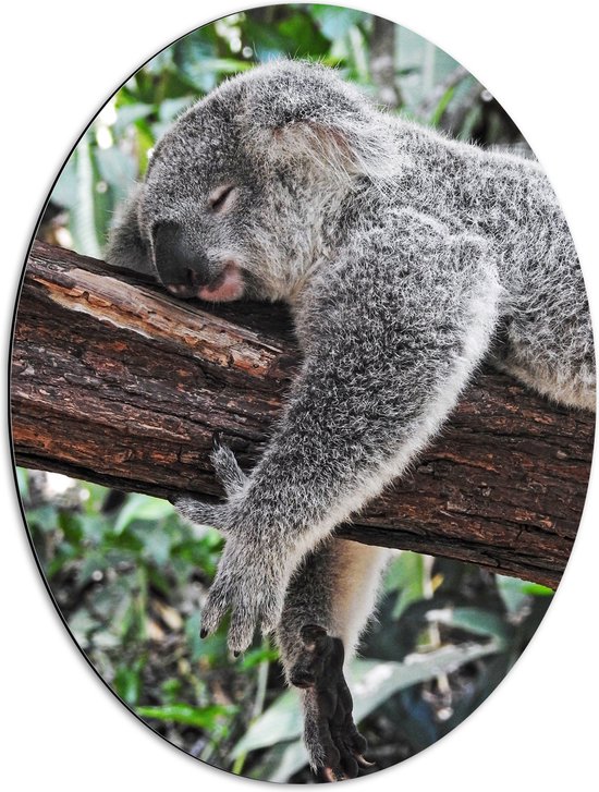 WallClassics - Dibond Ovaal - Luie Koala op een Boomstam - 51x68 cm Foto op Ovaal (Met Ophangsysteem)