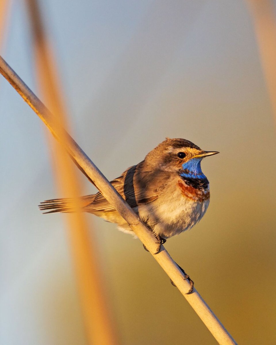 Diamond painting Vierkante steentjes Diamond painting volwassenen