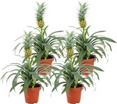 ZynesFlora - Ananasplant - 4 Stuks - Ø 12 cm - Hoogte: 30 - 40cm - Luchtzuiverend - Kamerplant