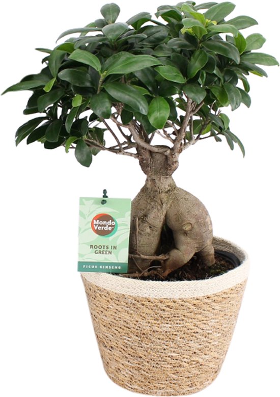 Ficus Ginseng à racine ramifiée en Noah Korb - Bakker Mondo - Plante Verte  - Hauteur 50 cm | bol.com