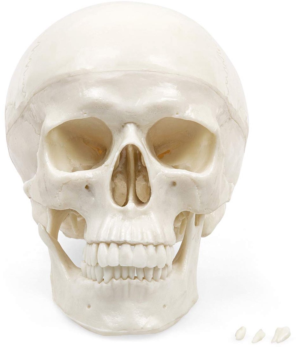 Anatomy, De betaalbare schedel - Menselijk schedelmodel op ware grootte - 3-delig