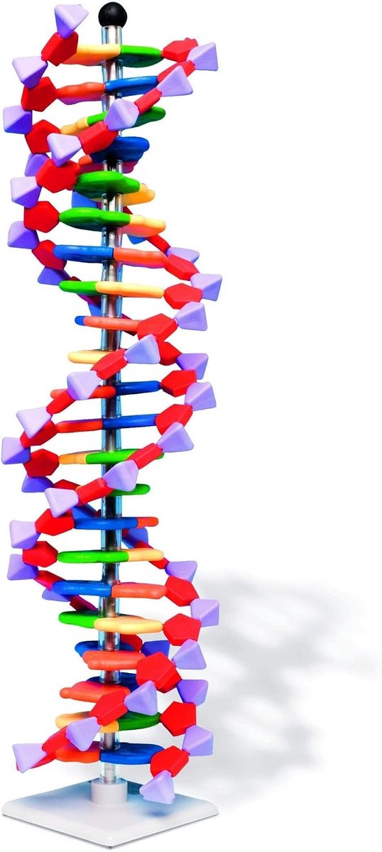 DNA Double Helix Model, 22 Segmenten, miniDNA Kit