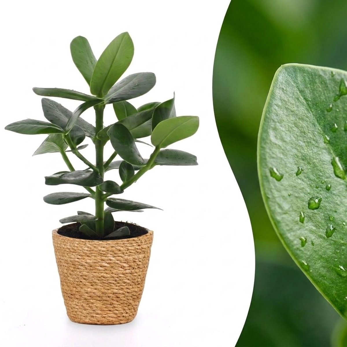 Green boutiQ - Clusia Princess - Clusia - 1 Plant - met Mand - Pot 12cm - Hoogte - 40cm
