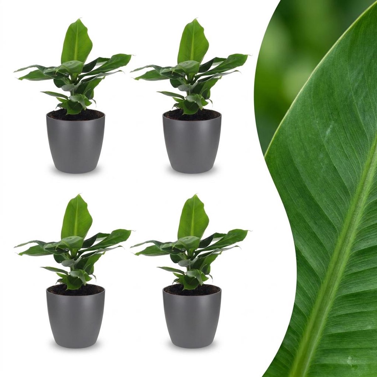 Green boutiQ - Musa Oriental Dwarf - Dwergbanaan - 4 Planten - met Potter Grijs - Pot 12cm - Hoogte 30cm