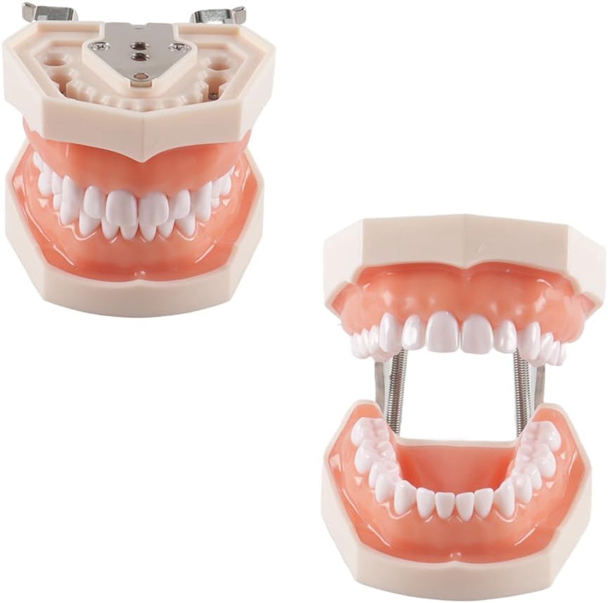 Dental typodont met 28 vervangende tanden - hoogwaardig resin - zachte siliconen tandvlees - ideaal voor educatie - ShopVlot