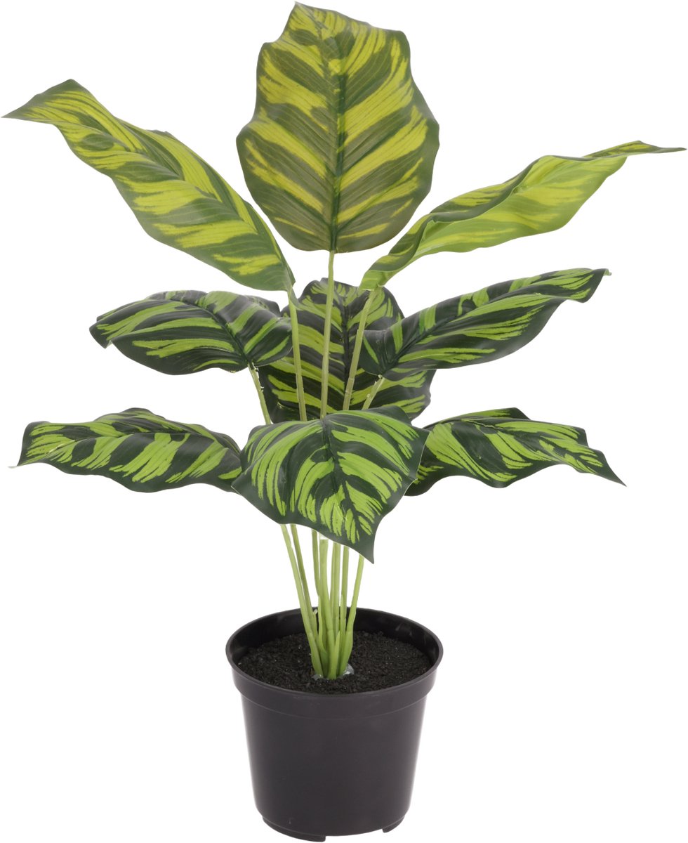 Calathea Maranta kunstplant 40cm in kweekpot