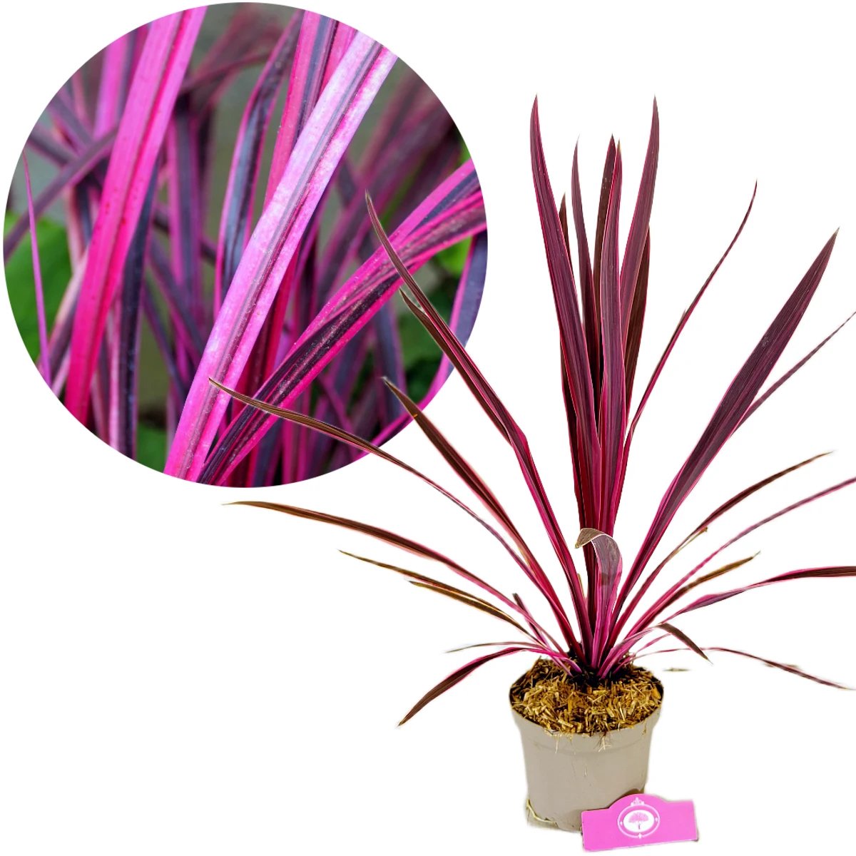 Cordyline australis 'Pink Passion'®, Koolpalm, Hoogte 40-60cm, 2 liter pot
