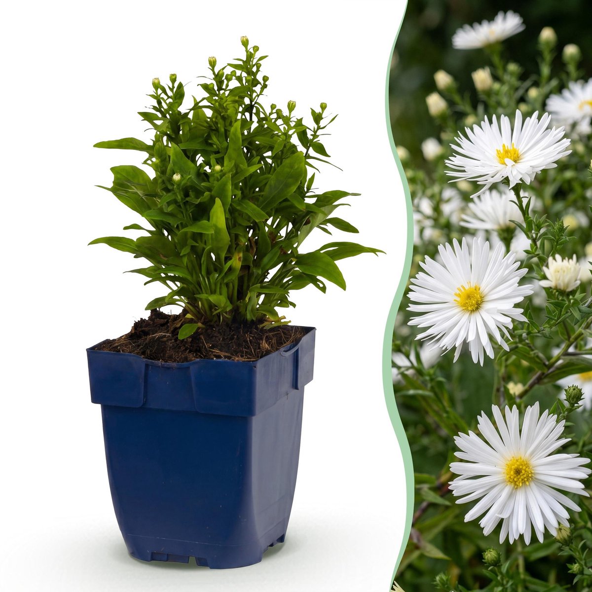Green boutiQ - Vasteplant - Aster (D) Schneekissen - Zeeaster - Bijen en Vlinderlokkers - Wit - 12 Planten - Pot 11cm - Hoogte 15-25cm