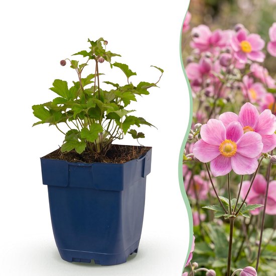 Een jonge plant met groene bladeren in een donkerblauwe pot, naast roze Japanse anemoonbloemen met gele middelpunten.