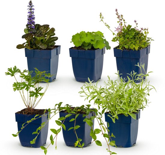 Vijf blauwe potten met diverse tuinplanten: Salvia, Alchemilla, Campanula, Geranium en Lavendel.